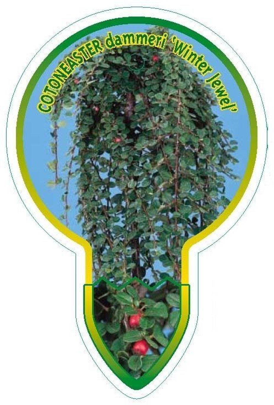 Cotoneaster dam. 'Winter Jewel' - 80 CM Stem C5